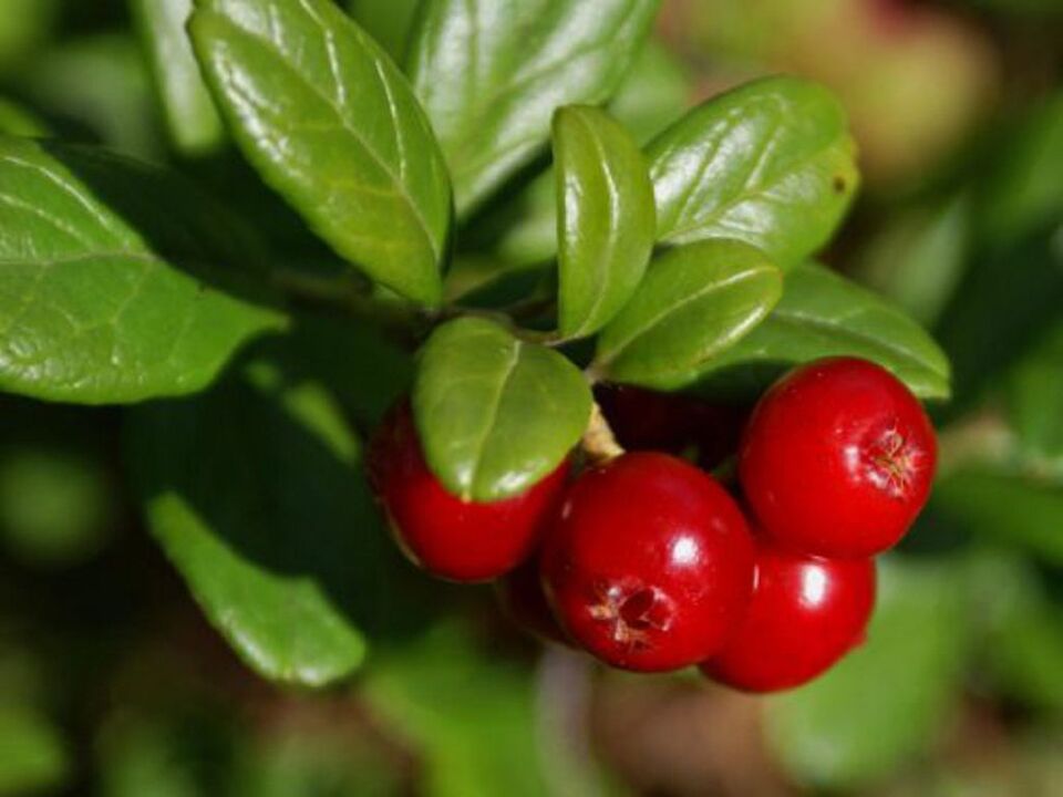 Pohlas tsüstiidi raviks naistel