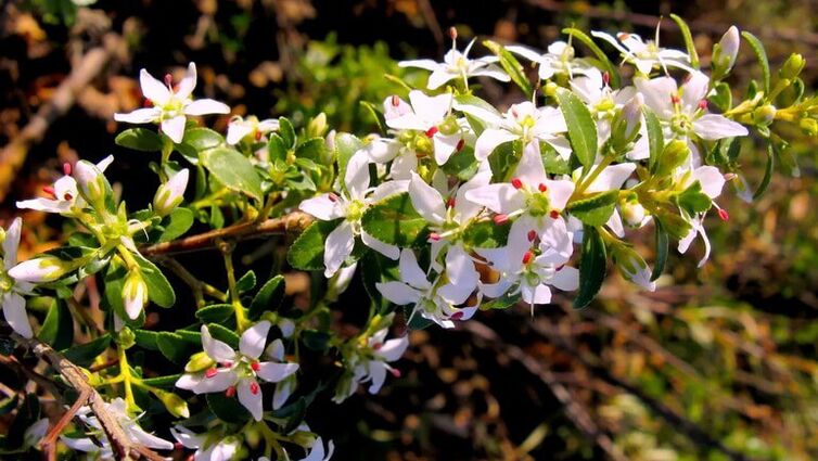 buch lehed tsüstolaksis